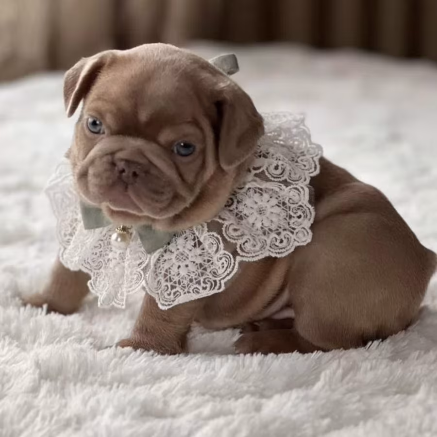 Healthy French Bulldog Puppies for Sale  Raised with Love