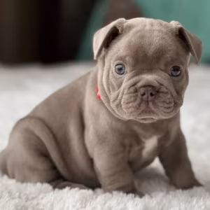 Healthy French Bulldog Puppies for Sale  Raised with Love
