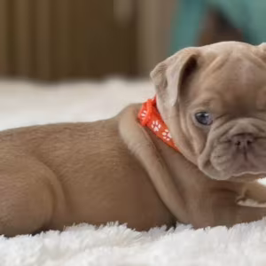 Healthy French Bulldog Puppies for Sale  Raised with Love