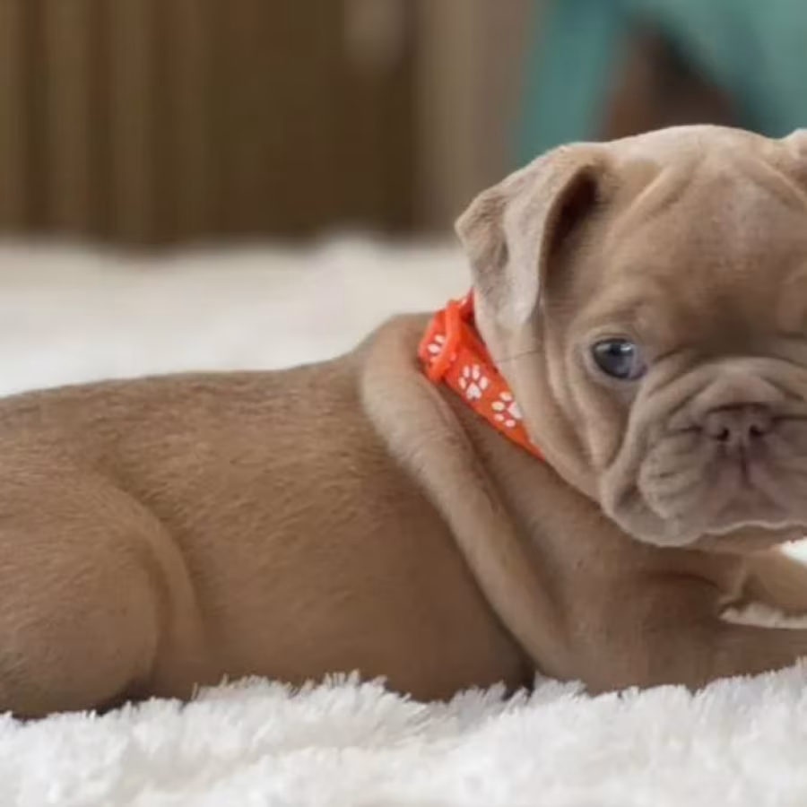 Healthy French Bulldog Puppies for Sale  Raised with Love