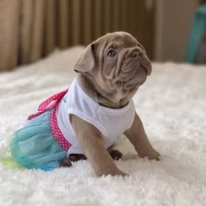 Healthy French Bulldog Puppies for Sale  Raised with Love