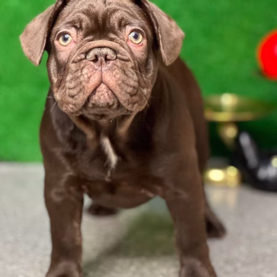 French Bulldog Puppies for Sale  Affordable and Adorable