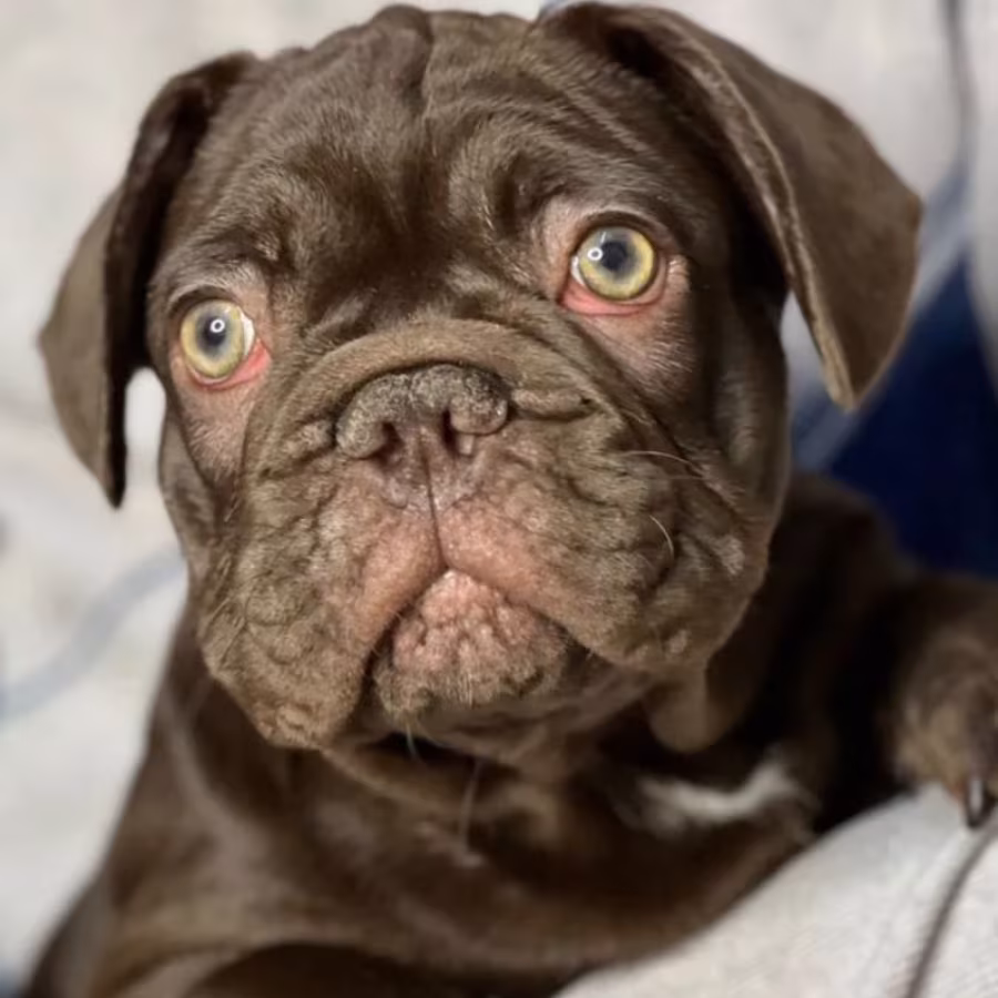French Bulldog Puppies for Sale  Affordable and Adorable