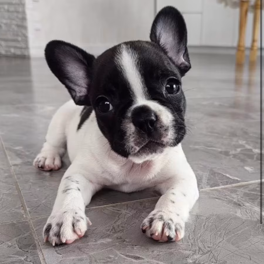 French Bulldog Puppies for Sale  Adorable and Affectionate Companions