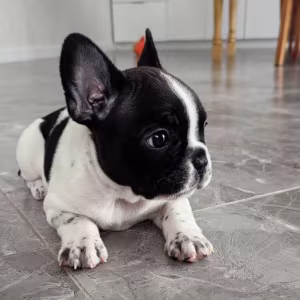 French Bulldog Puppies for Sale  Adorable and Affectionate Companions