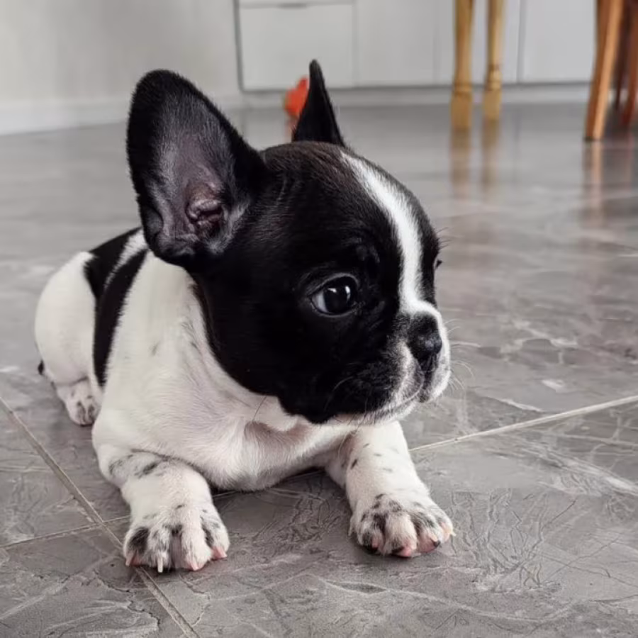 French Bulldog Puppies for Sale  Adorable and Affectionate Companions