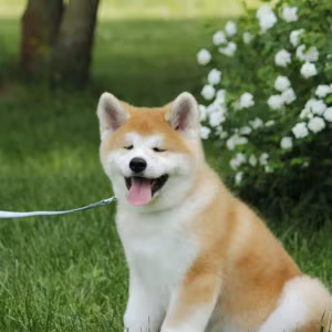 Adopt a Loving Companion: 4-Month-Old Japanese Akita Inu Puppy for...