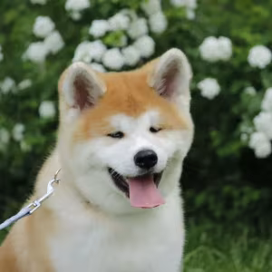 Adopt a Loving Companion: 4-Month-Old Japanese Akita Inu Puppy for...