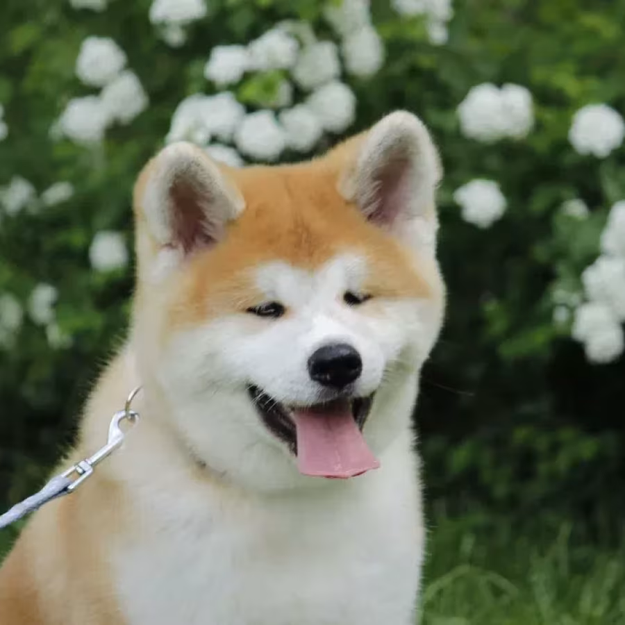 Adopt a Loving Companion: 4-Month-Old Japanese Akita Inu Puppy for...