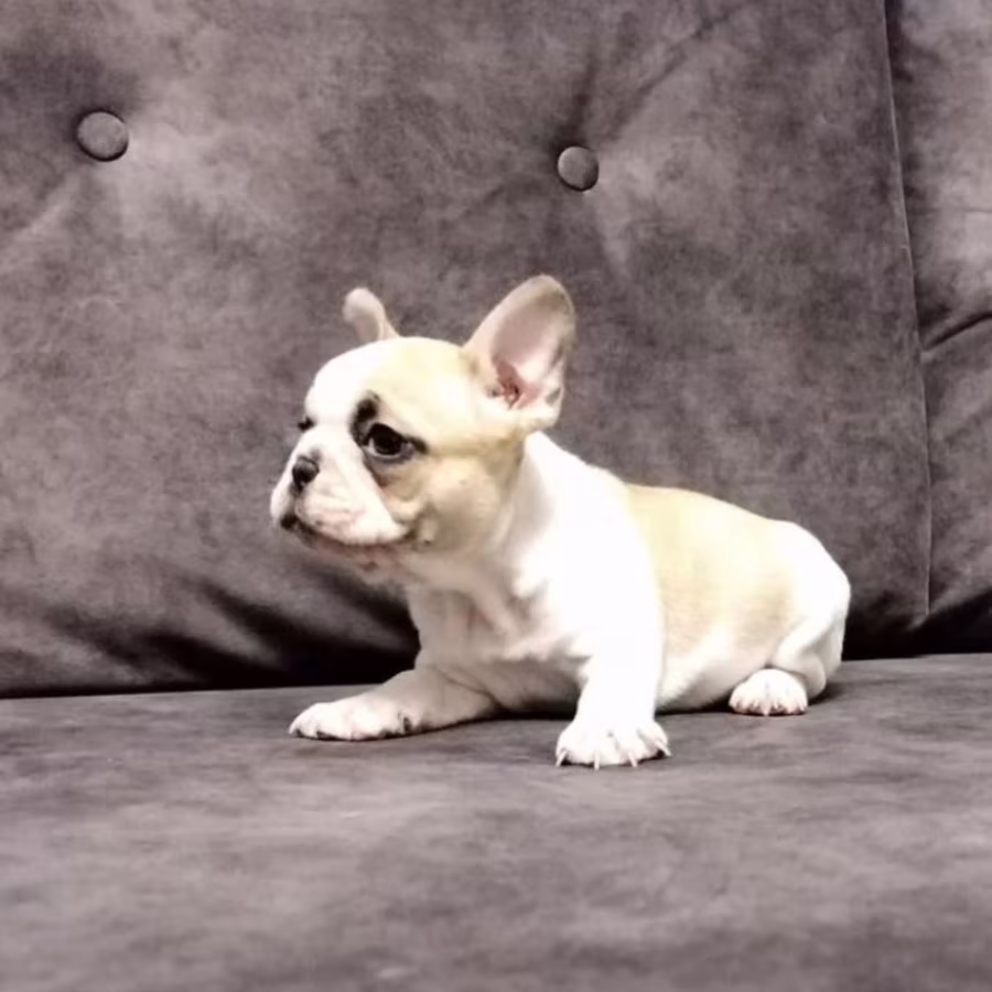 French Bulldog Puppies for Sale  Playful and Loyal Companions