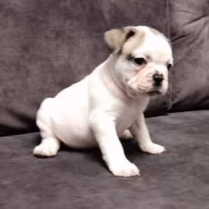 French Bulldog Puppies for Sale  Playful and Loyal Companions