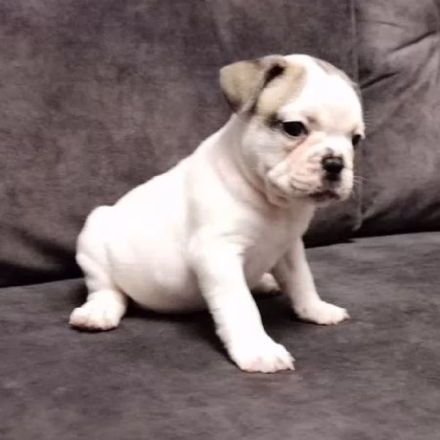 French Bulldog Puppies for Sale  Playful and Loyal Companions