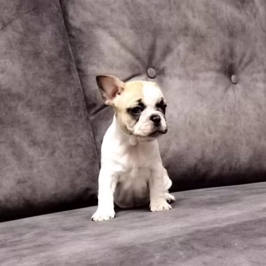French Bulldog Puppies for Sale  Playful and Loyal Companions