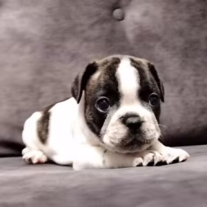 French Bulldog Puppies for Sale  Perfect for First-Time Owners