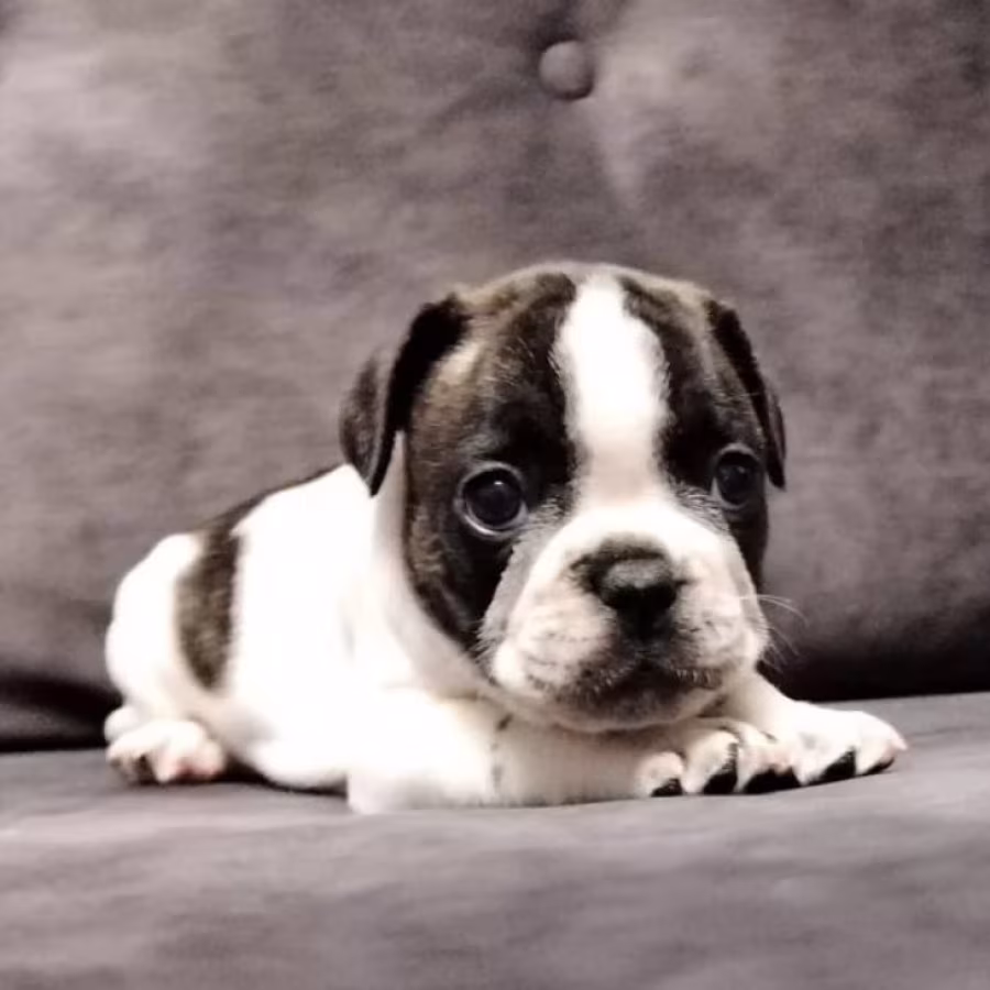 French Bulldog Puppies for Sale  Perfect for First-Time Owners