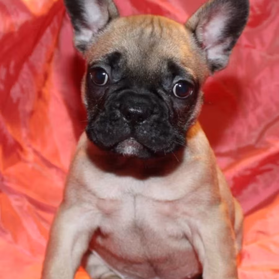 French Bulldog Puppies for Sale  Perfect for First-Time Owners
