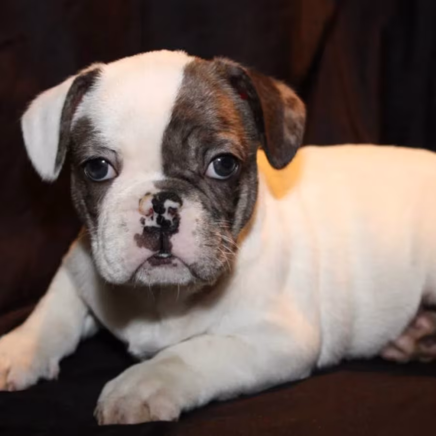 French Bulldog Puppies for Sale  Perfect for First-Time Owners