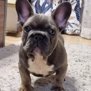 French Bulldog Puppies for Sale  Great with Kids and Pets