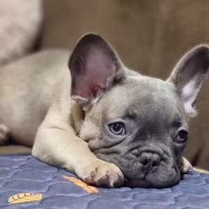 French Bulldog Puppies for Sale  Great with Kids and Pets
