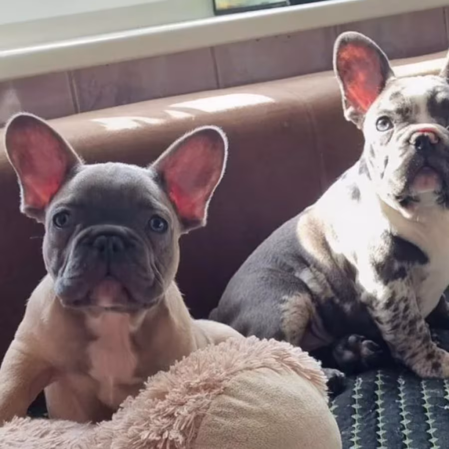 French Bulldog Puppies for Sale  Great with Kids and Pets