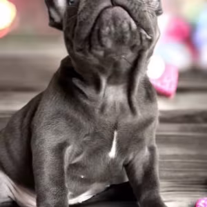 French Bulldog Puppies for Sale  Ready to Join Your Home