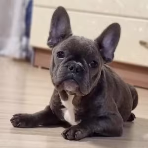 French Bulldog Puppies for Sale  Ready to Join Your Home