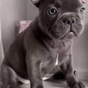 French Bulldog Puppies for Sale  Ready to Join Your Home