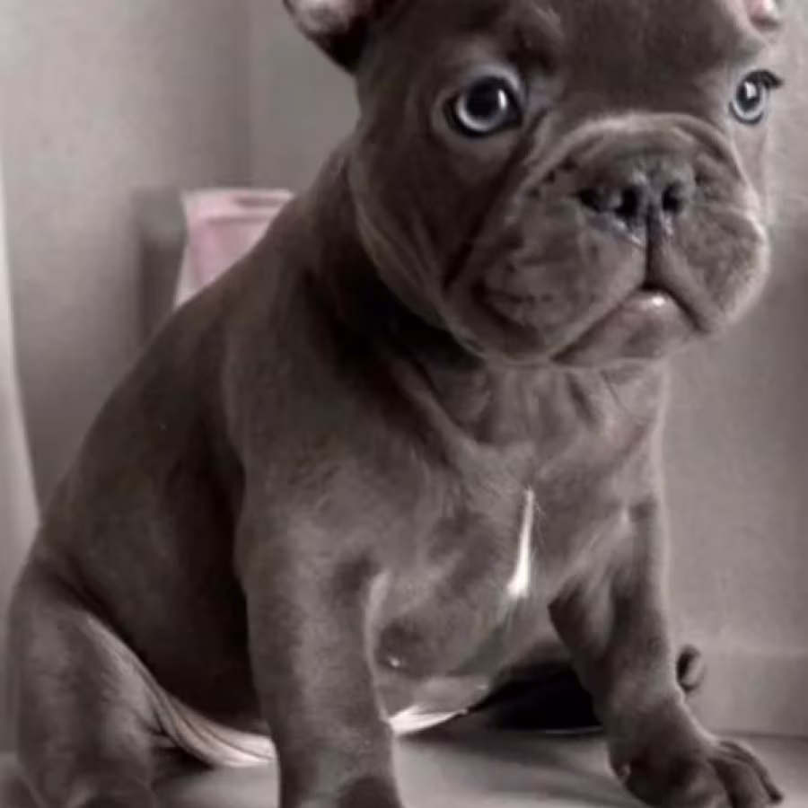 French Bulldog Puppies for Sale  Ready to Join Your Home