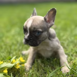 French Bulldog Puppies for Sale  Affordable Pricing