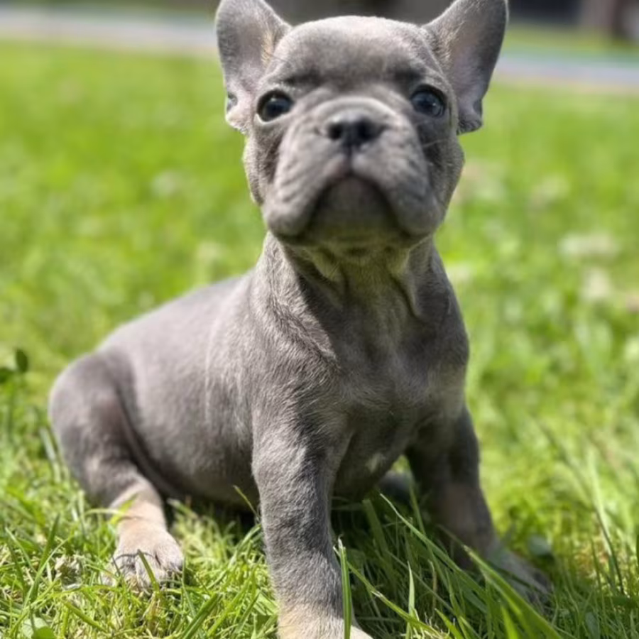 French Bulldog Puppies for Sale  Affordable Pricing