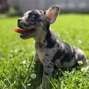 French Bulldog Puppies for Sale  Affordable Pricing