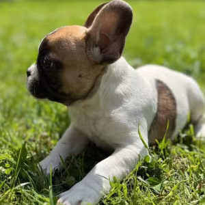 French Bulldog Puppies for Sale  Affordable Pricing