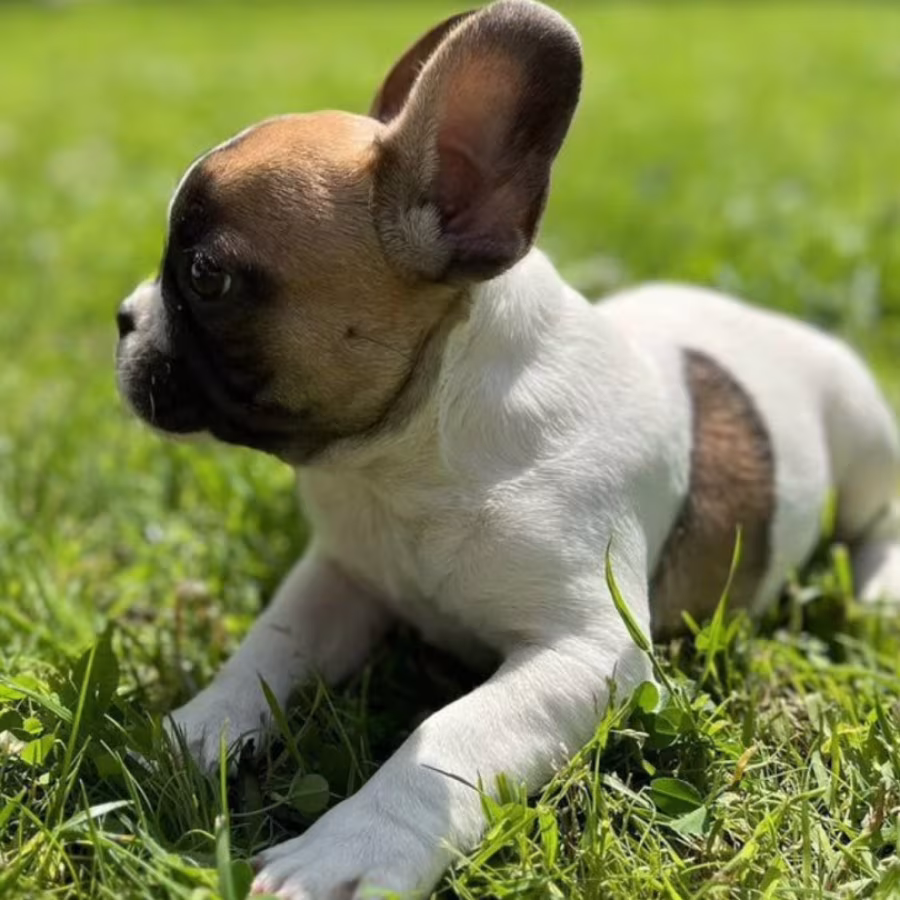 French Bulldog Puppies for Sale  Affordable Pricing