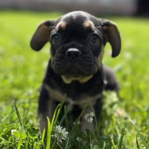 French Bulldog Puppies for Sale  Affordable Pricing