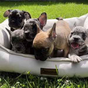 French Bulldog Puppies for Sale  Affordable Pricing