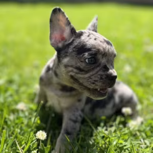 French Bulldog Puppies for Sale  Affordable Pricing