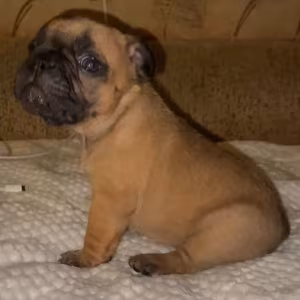 French Bulldog Puppies for Sale  Raised in a Loving Environment