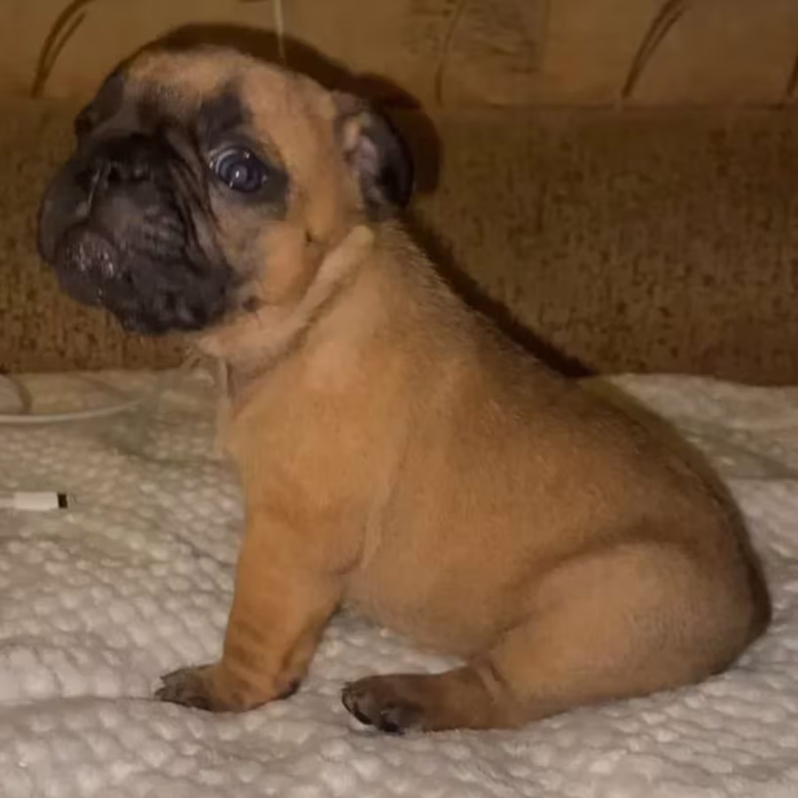 French Bulldog Puppies for Sale  Raised in a Loving Environment