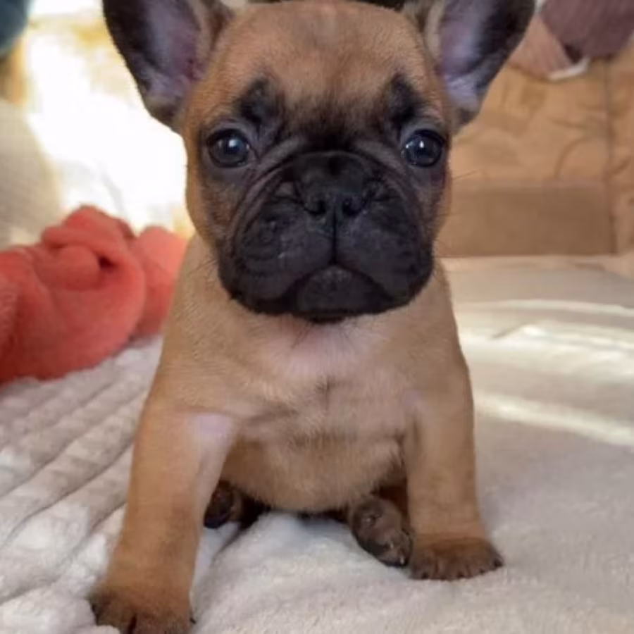French Bulldog Puppies for Sale  Raised in a Loving Environment