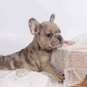 French Bulldog Puppies for Sale  Microchipped and Vaccinated
