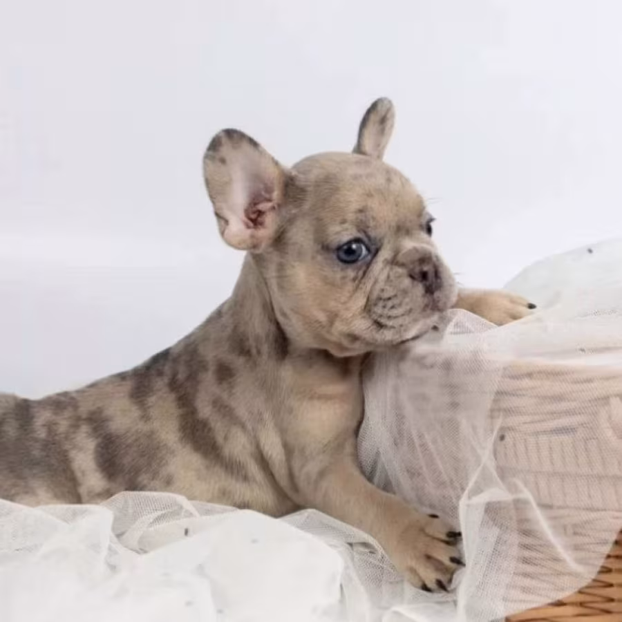 French Bulldog Puppies for Sale  Microchipped and Vaccinated