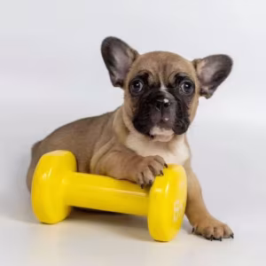 French Bulldog Puppies for Sale  Microchipped and Vaccinated
