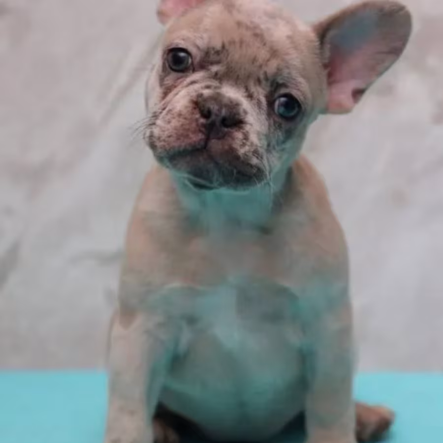 French Bulldog Puppies for Sale  Perfect for Apartment Living