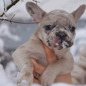 French Bulldog Puppies for Sale  Perfect for Apartment Living