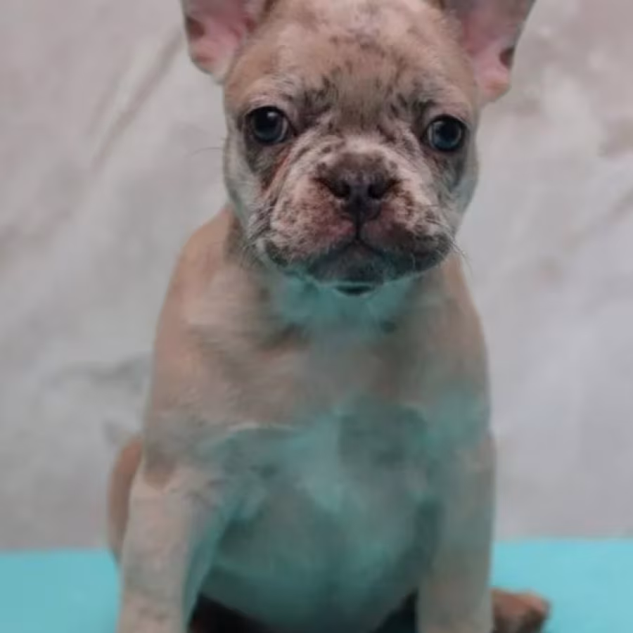 French Bulldog Puppies for Sale  Perfect for Apartment Living