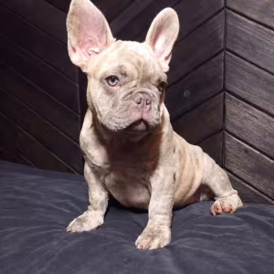 French Bulldog Puppies for Sale  Friendly and Intelligent
