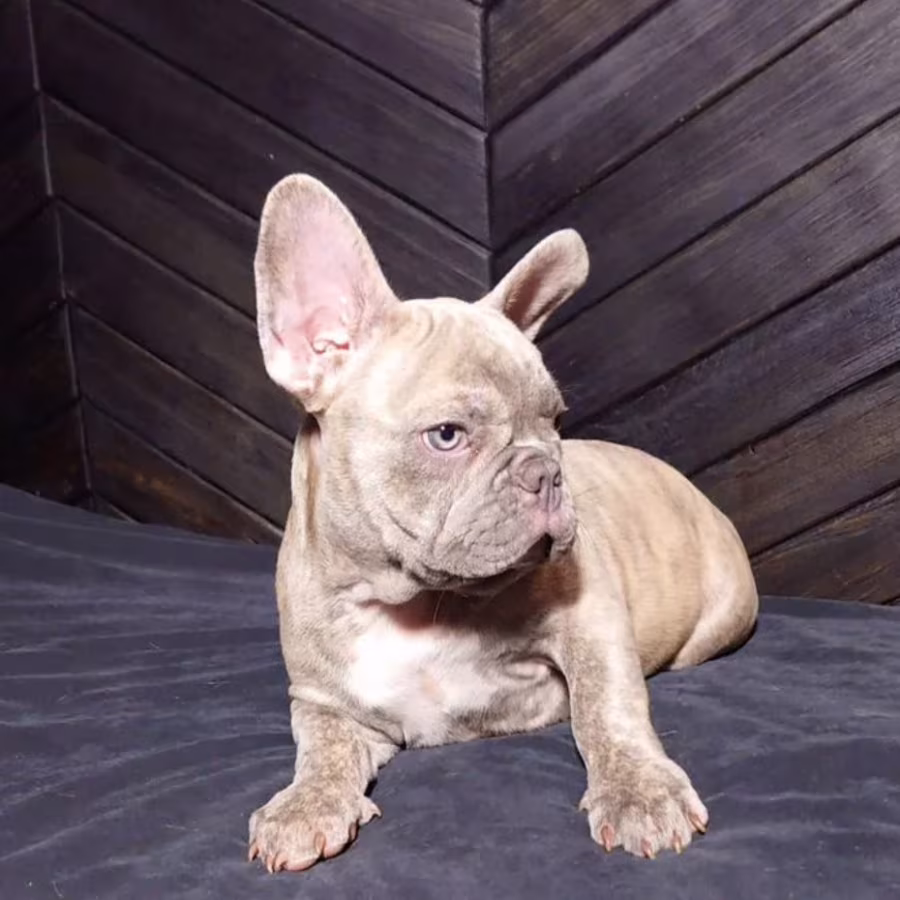 French Bulldog Puppies for Sale  Friendly and Intelligent