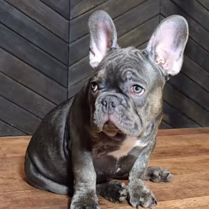 French Bulldog Puppies for Sale  Friendly and Intelligent
