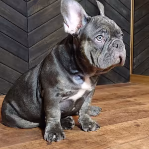 French Bulldog Puppies for Sale  Friendly and Intelligent