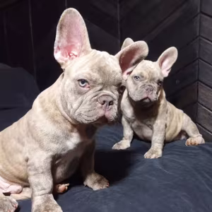 French Bulldog Puppies for Sale  Friendly and Intelligent